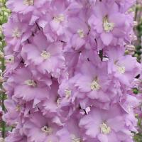  Pink Blush - 3 .