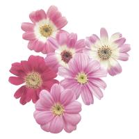   Star Wars Pink Shades - 5 .