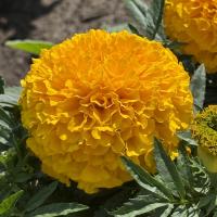   Proud Mari Gold - 5 .