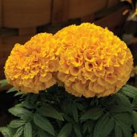   Proud Mari Gold - 5 .