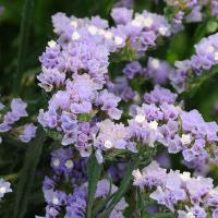  () QIS LAVENDER - 10 .