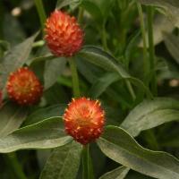   QIS Orange - 10 .