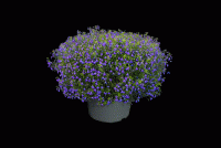  Masterpiece Blue with Eye. ! - 5 .