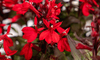   Fan F1 Scarlet Compact. ! - 5 .