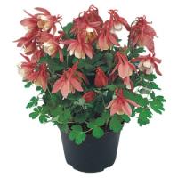   Cameo Rose and White - 3 .