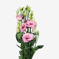 Alissa F1 2 Pink impr. - 5 .