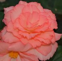   Fortune F1 Salmon Bicolor - 5 .