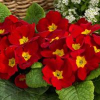  Danessa Scarlet. ! - 5 .