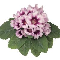  Avanti F1 Light Violet - 5 .