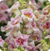    Sweet Duet F1 Lavender Speckle. ! - 10 .