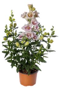    Sweet Duet F1 Lavender Speckle. ! - 10 .