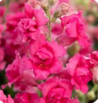    Sweet Duet F1 Rose Shades. ! - 10 .