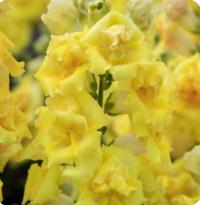    Sweet Duet F1 Bright Yellow. ! - 10 .