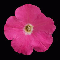   F1 BOOM Trailing Rose. ! - 5 .
