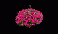   F1 BOOM Trailing Rose. ! - 5 .