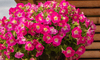    SUCCESS! Pink Morn. ! - 5 .