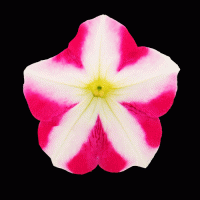    SUCCESS! Rose Star. ! - 5 .