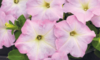    SUCCESS! Light Pink Morn. ! - 5 .