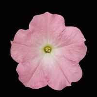    SUCCESS! Light Pink Morn. ! - 5 .
