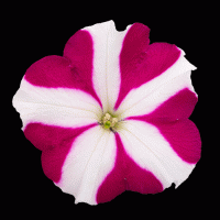    SUCCESS! Magenta Star. ! - 5 .