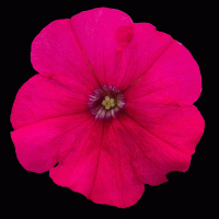   BOOM! HD Rose. ! - 10 .