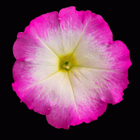   BOOM! HD Rose Morn. ! - 10 .