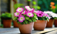   BOOM! HD Rose Morn. ! - 10 .