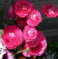  Mache F1 Rose - 5 .