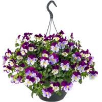   Highflyer F1 Violet Face. ! - 3 .
