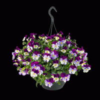  Highflyer F1 Violet Face. ! - 3 .