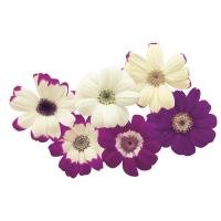   Star Wars White Shades - 5 .