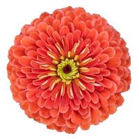   Benary's Giant Salmon Rose - 5 .
