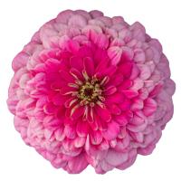   Benary's Giant Bright Pink - 5 .