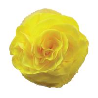   Fortune F1 Yellow - 5 .