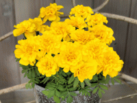   Safari Yellow - 10 .