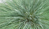   Spiky. ! - 10 .