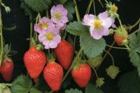 ��������� ������������ ����� F1 - 3 ��.