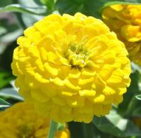   Benary's Giant Golden Yellow - 5 .