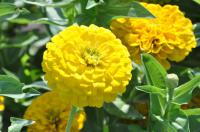   Benary's Giant Golden Yellow - 5 .
