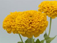   Eldorado Yellow - 10 .