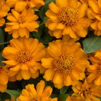   Profusion Double Golden - 5 .