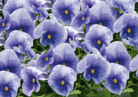   Inspire Plus Light Blue - 5 .