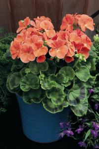   MULTIBLOOM F1 salmon- 3 .