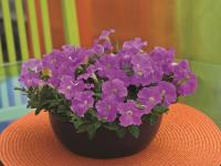   PICOBELLA F1 LIGHT LAVENDER - 5 .