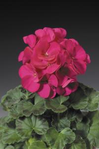   RINGO 2000 F1 Violet - 3 .