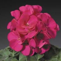   RINGO 2000 F1 Violet - 3 .