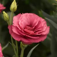  ABC 2 Rose Improved. ! - 5 .