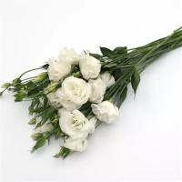  ABC 3 White - 5 .