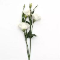  ABC 3 White - 5 .