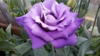  ABC 1 PURPLE - 5 .